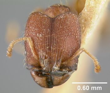 Media type: image;   Entomology 20656 Aspect: head frontal view